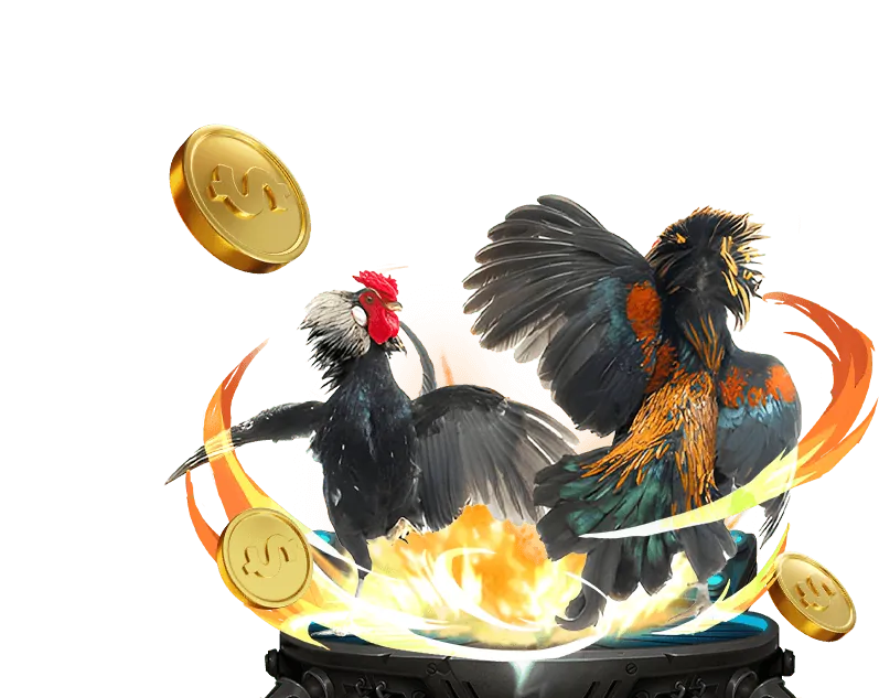 Giao diện đặt cược đá gà với các lựa chọn Meron, Wala, Draw